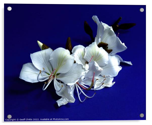 White Orchid Tree flowers closeup isolated on purple. Acrylic by Geoff Childs