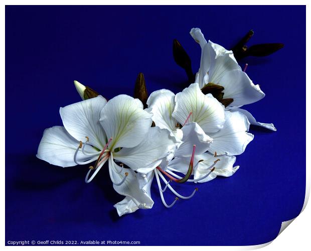 White Orchid Tree flowers closeup isolated on purple. Print by Geoff Childs