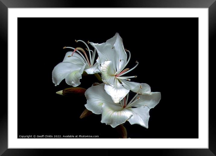 White Orchid Tree flowers closeup isolated on black. Framed Mounted Print by Geoff Childs