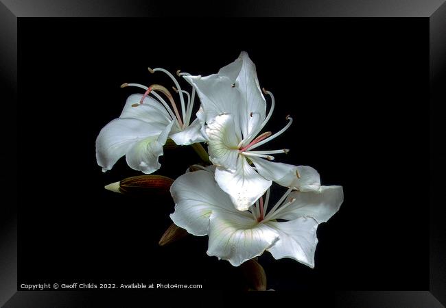 White Orchid Tree flowers closeup isolated on black. Framed Print by Geoff Childs