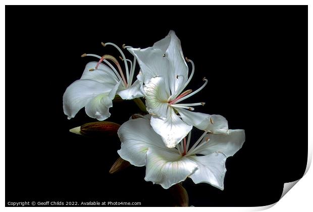 White Orchid Tree flowers closeup isolated on black. Print by Geoff Childs