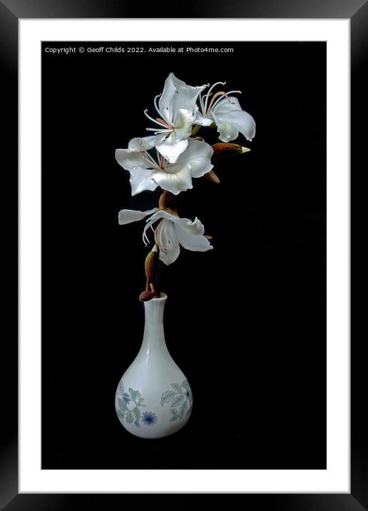 White Orchid Tree flowers in a vase isolated on black background Framed Mounted Print by Geoff Childs