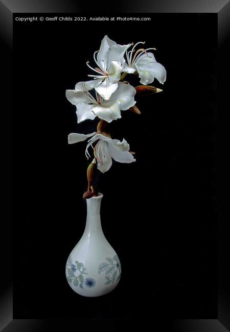 White Orchid Tree flowers in a vase isolated on black background Framed Print by Geoff Childs