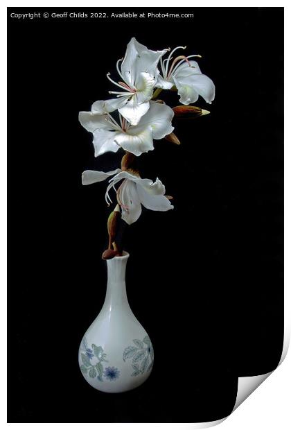 White Orchid Tree flowers in a vase isolated on black background Print by Geoff Childs