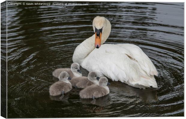 Mute swan looking after her family Canvas Print by Kevin White