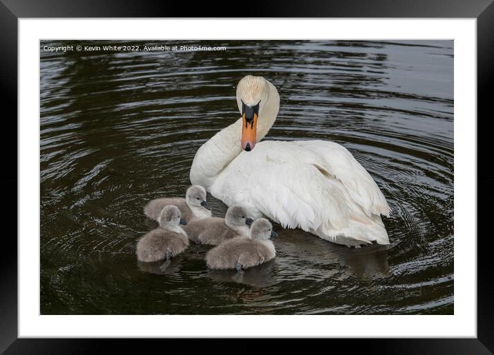 Mute swan looking after her family Framed Mounted Print by Kevin White