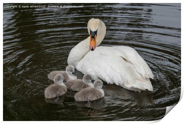 Mute swan looking after her family Print by Kevin White