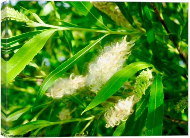 Willow leaves Canvas Print by Stephanie Moore