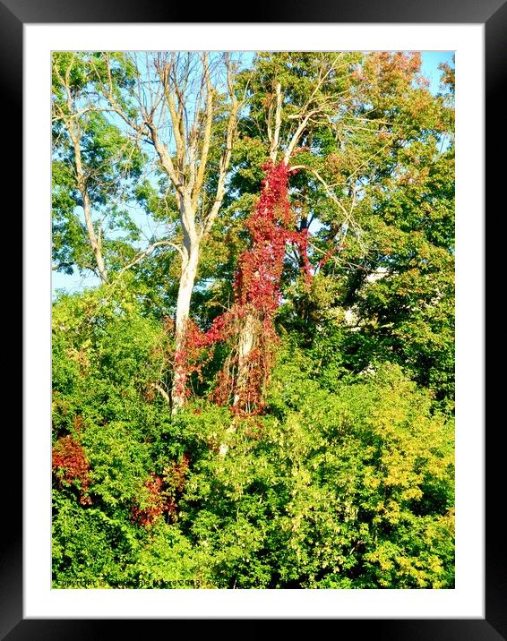 Vine covered Dead trees Framed Mounted Print by Stephanie Moore