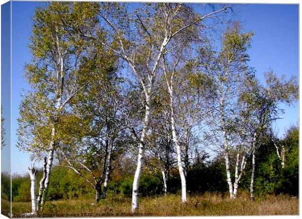 Silver Birches Canvas Print by Stephanie Moore