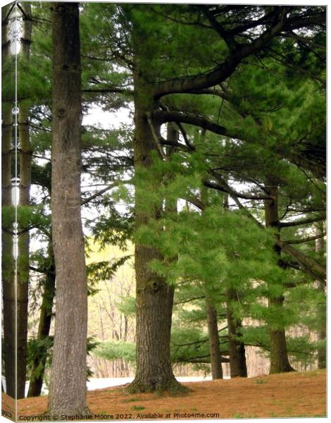 Old Pine Trees Canvas Print by Stephanie Moore