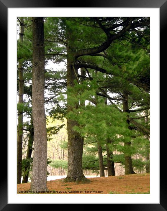 Old Pine Trees Framed Mounted Print by Stephanie Moore