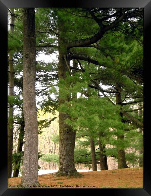 Old Pine Trees Framed Print by Stephanie Moore