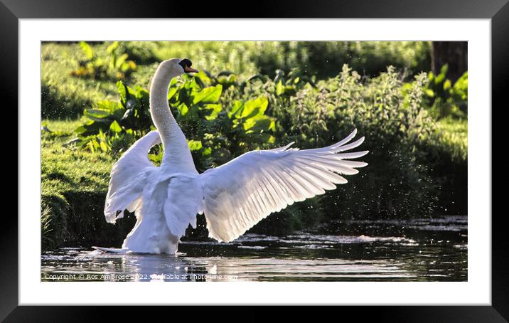 Swan's Graceful Aquatic Ballet Framed Mounted Print by Ros Ambrose