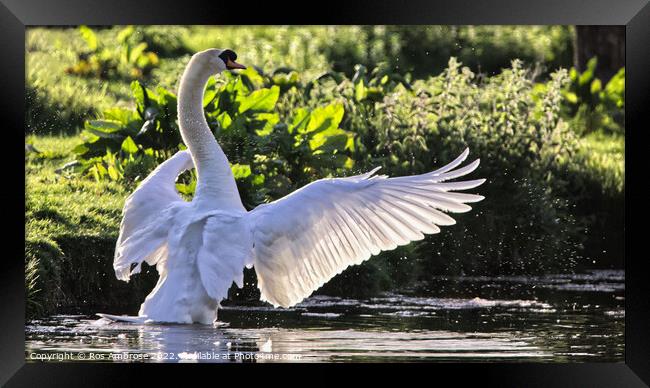 Swan's Graceful Aquatic Ballet Framed Print by Ros Ambrose