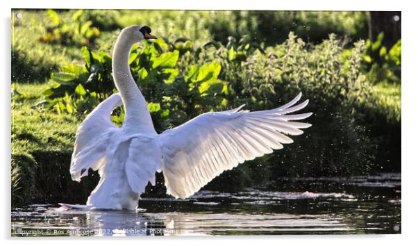 Swan's Graceful Aquatic Ballet Acrylic by Ros Ambrose