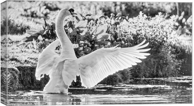 Swan Lake Canvas Print by Ros Ambrose