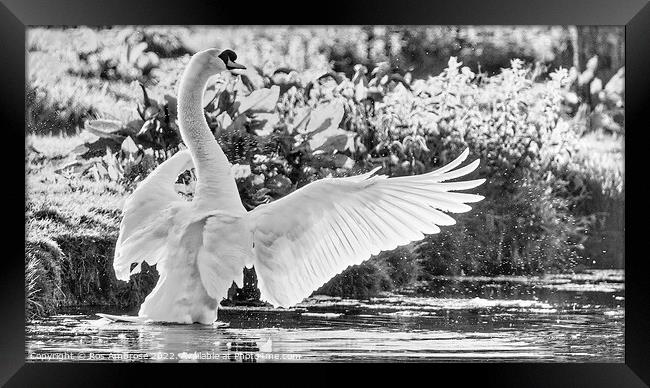 Swan Lake Framed Print by Ros Ambrose