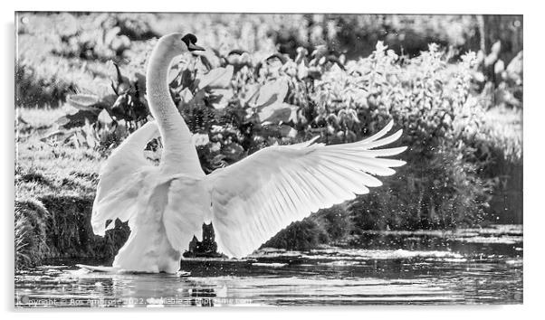 Swan Lake Acrylic by Ros Ambrose