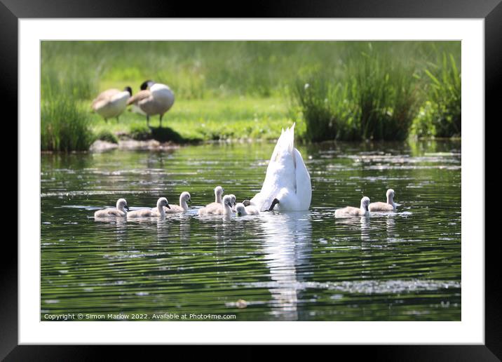 Graceful Mother Swan and Her Nine Adorable Cygnets Framed Mounted Print by Simon Marlow