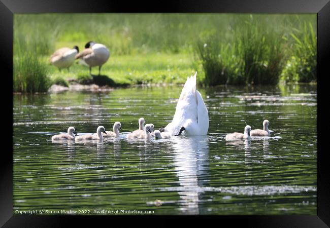 Graceful Mother Swan and Her Nine Adorable Cygnets Framed Print by Simon Marlow