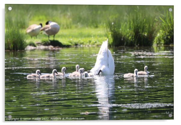 Graceful Mother Swan and Her Nine Adorable Cygnets Acrylic by Simon Marlow