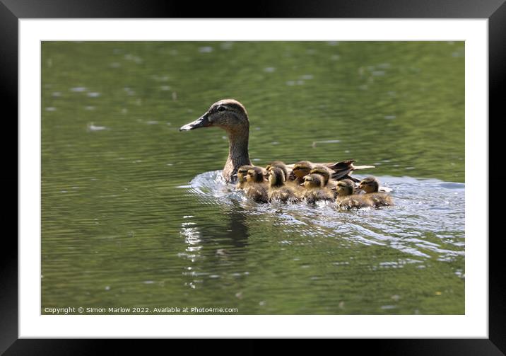 Majestic Mallard and Her Ten Adorable Ducklings Framed Mounted Print by Simon Marlow
