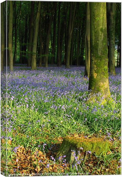 Bluebell wood and stump Canvas Print by Oxon Images