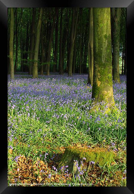 Bluebell wood and stump Framed Print by Oxon Images