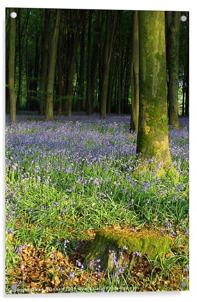 Bluebell wood and stump Acrylic by Oxon Images