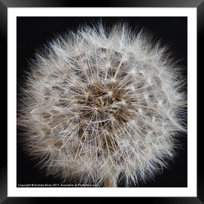 Dandy DandeLion Framed Mounted Print by Andrew Berry