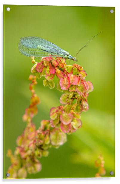 lacewing (Chrysoperla carnea) Acrylic by chris smith