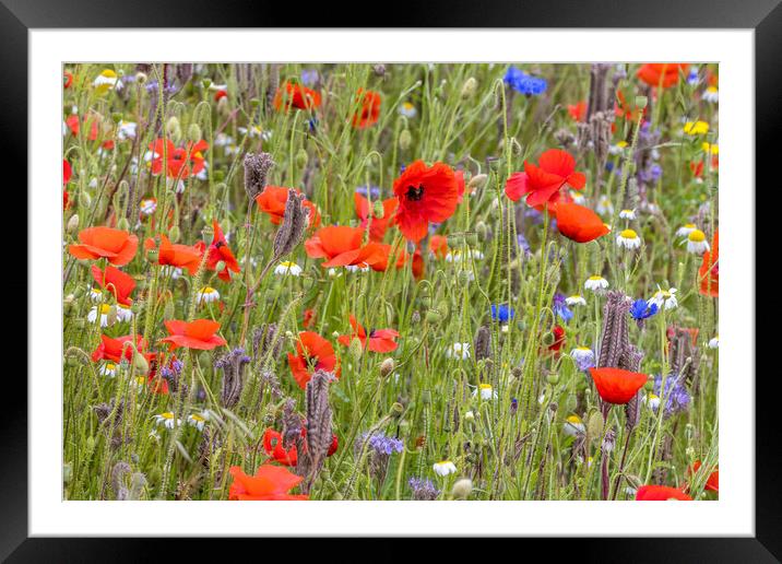 wildflower meadow Framed Mounted Print by chris smith