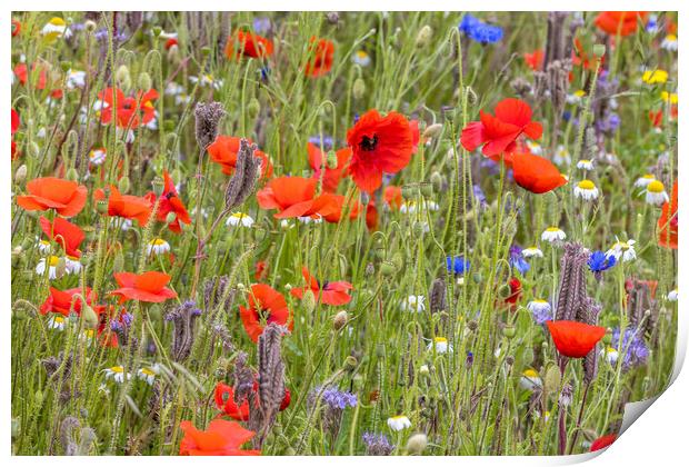 wildflower meadow Print by chris smith