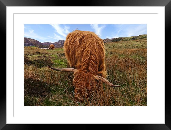 Highland cows Coos Scotland Highlands Framed Mounted Print by JC studios LRPS ARPS