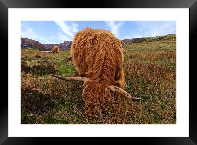 Highland cows Coos Scotland Highlands Framed Print by JC studios LRPS ARPS