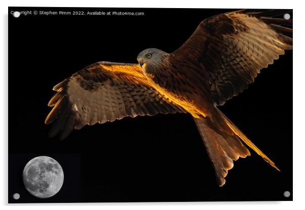 Red Kite above the Moon Acrylic by Stephen Pimm