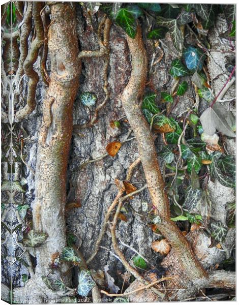 Adventitious roots with a stem of ivy growing on a tree Canvas Print by Ingo Menhard