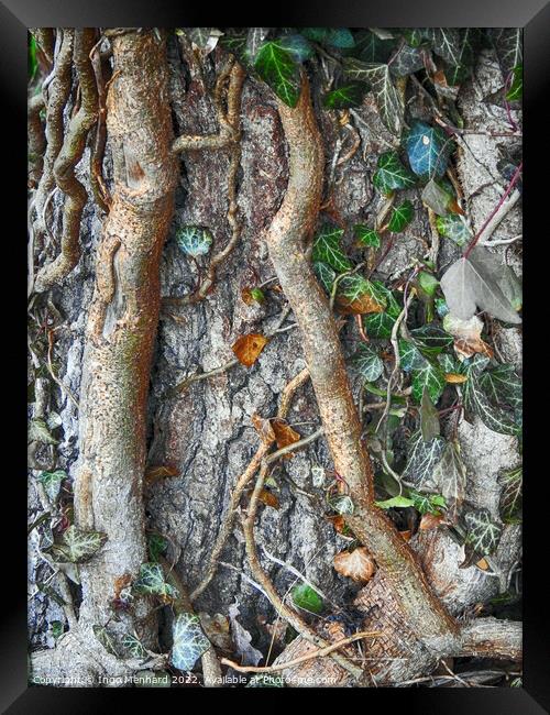 Adventitious roots with a stem of ivy growing on a tree Framed Print by Ingo Menhard