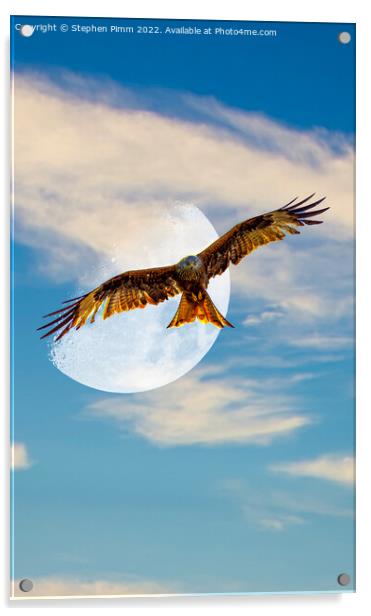 Red Kite Evening Moon Shoot Acrylic by Stephen Pimm