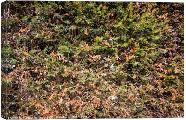 Closeup shot of grass and wild plants Canvas Print by Ingo Menhard