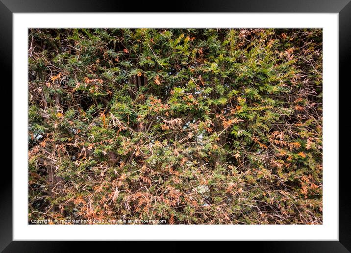 Closeup shot of grass and wild plants Framed Mounted Print by Ingo Menhard