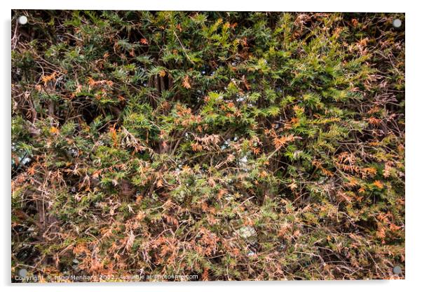 Closeup shot of grass and wild plants Acrylic by Ingo Menhard