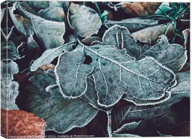 Closeup of frosted oak leaves on the ground during winter Canvas Print by Ingo Menhard