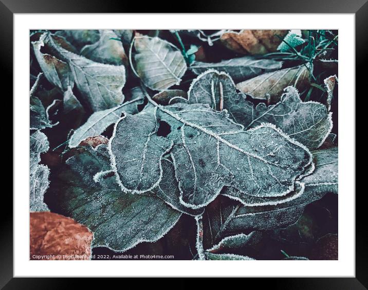 Closeup of frosted oak leaves on the ground during winter Framed Mounted Print by Ingo Menhard