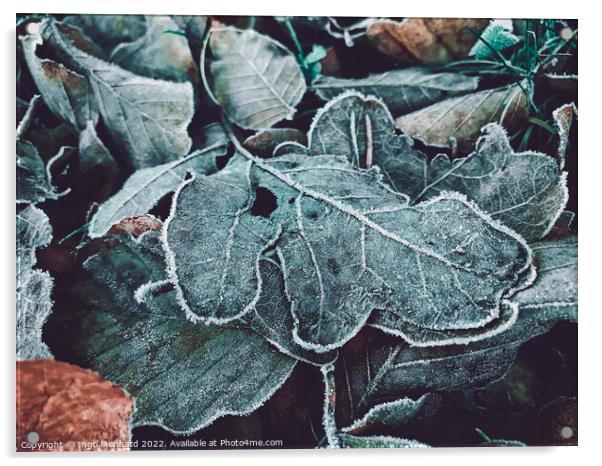Closeup of frosted oak leaves on the ground during winter Acrylic by Ingo Menhard