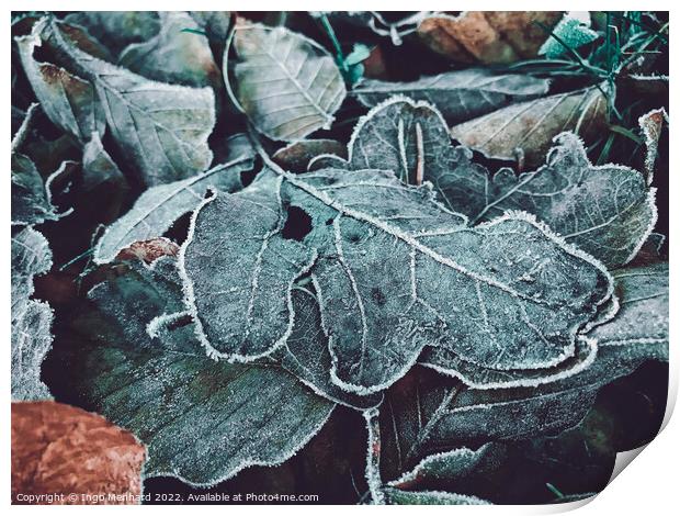 Closeup of frosted oak leaves on the ground during winter Print by Ingo Menhard