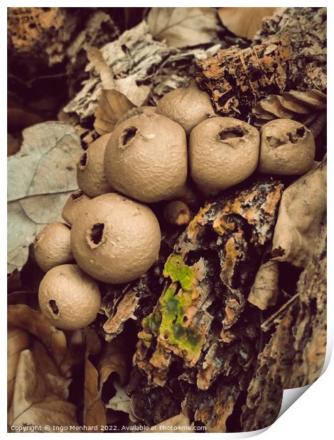Vertical shot of wild mushrooms and dry leaves in a forest Print by Ingo Menhard