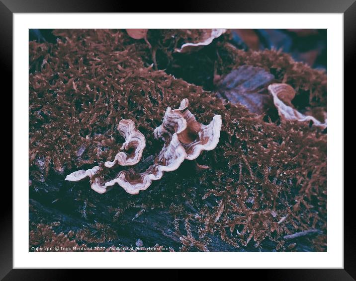 Wild fungus on a dead tree trunk covered in moss Framed Mounted Print by Ingo Menhard