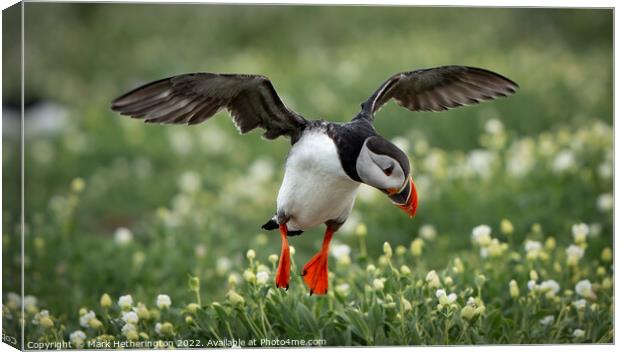 Puffin preparing for landing Canvas Print by Mark Hetherington